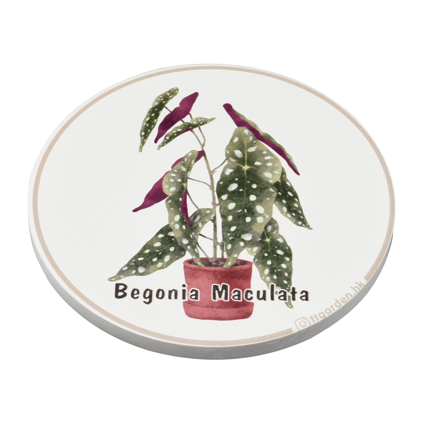 陶瓷吸水杯墊 - 銀點秋海棠