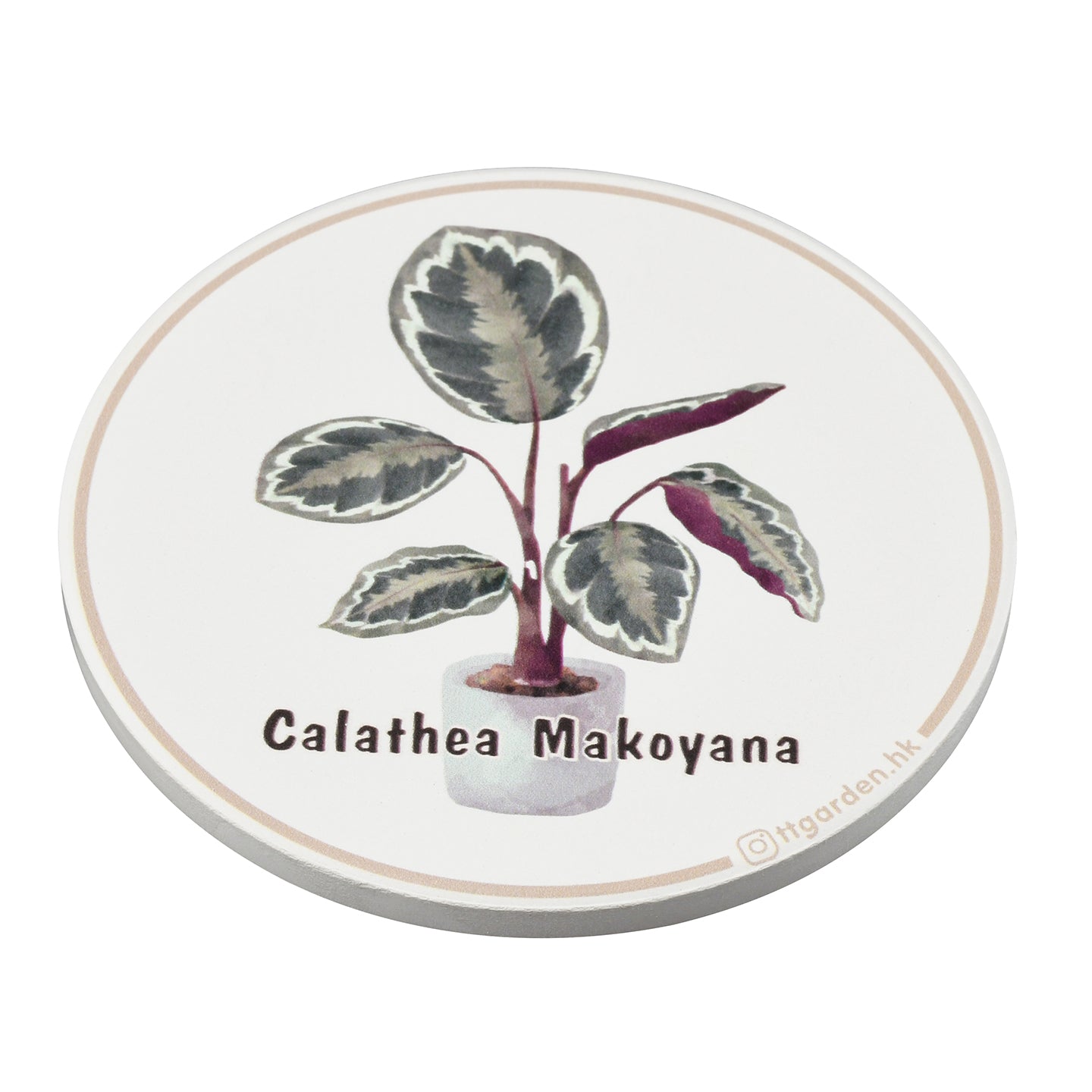 陶瓷吸水杯墊  - 孔雀竹芋