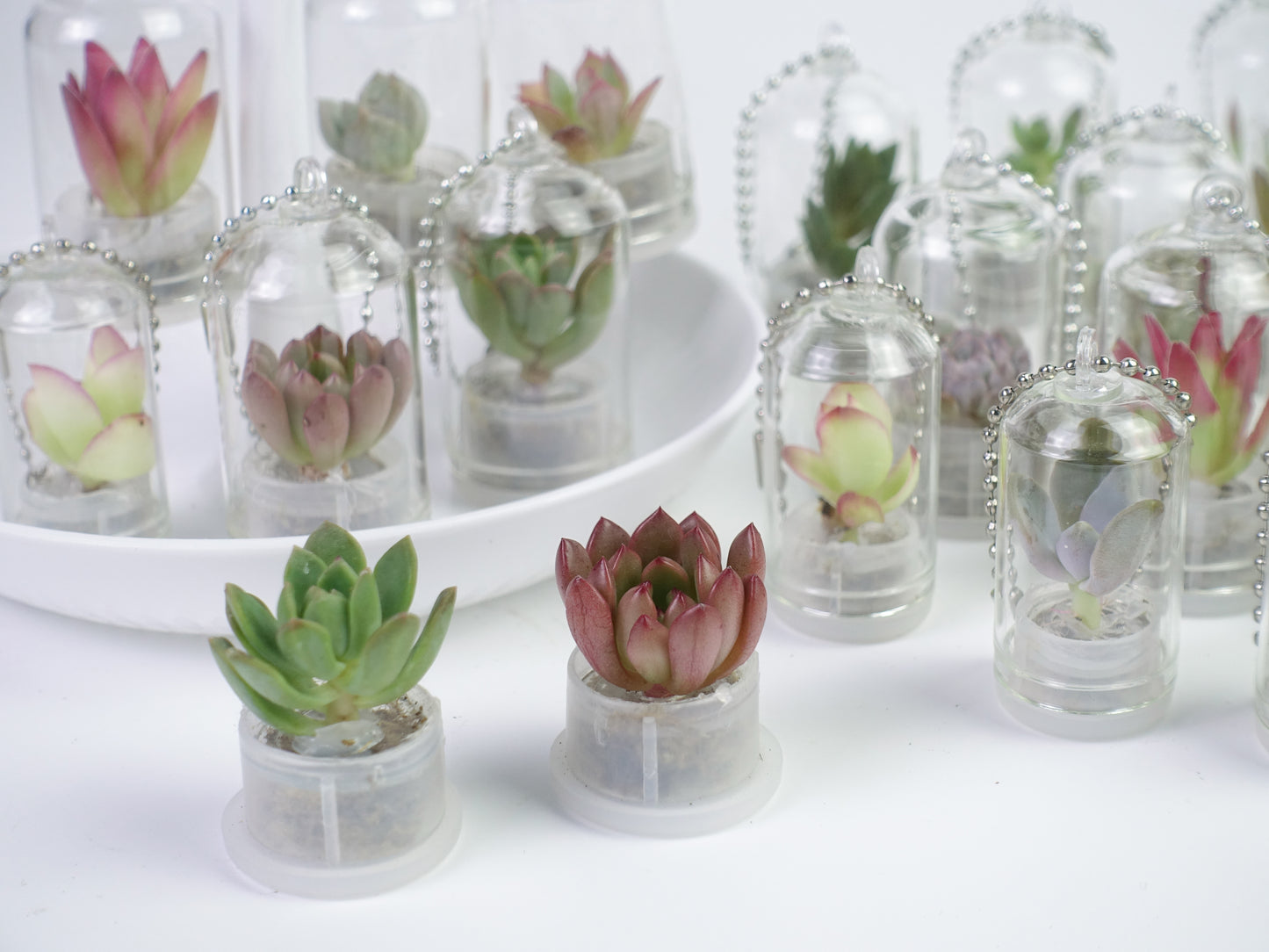 治愈小盆栽系列 — 多肉寶寶 吊飾款