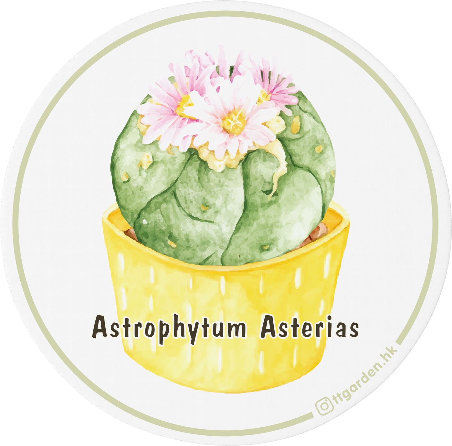 陶瓷吸水杯墊 - 星葉球