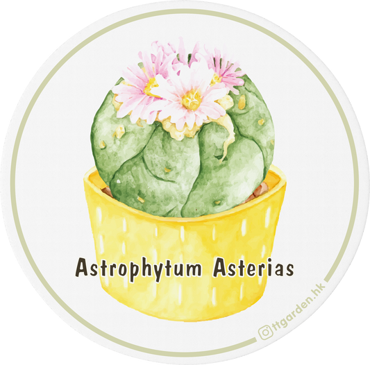 陶瓷吸水杯墊 - 星葉球