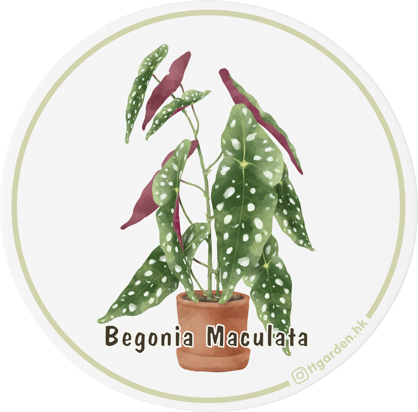 陶瓷吸水杯墊 - 銀點秋海棠