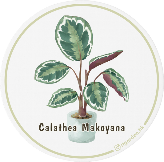 陶瓷吸水杯墊  - 孔雀竹芋