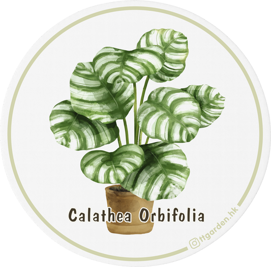 陶瓷吸水杯墊 - 青蘋果竹芋