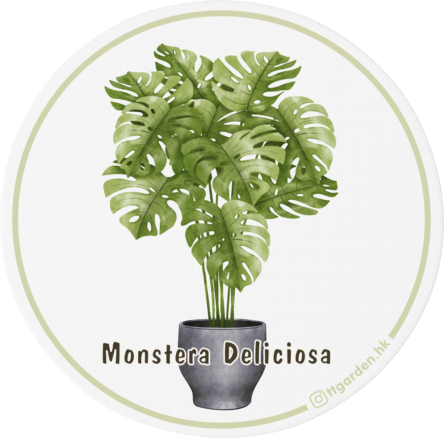 陶瓷吸水杯墊 - 龜背芋