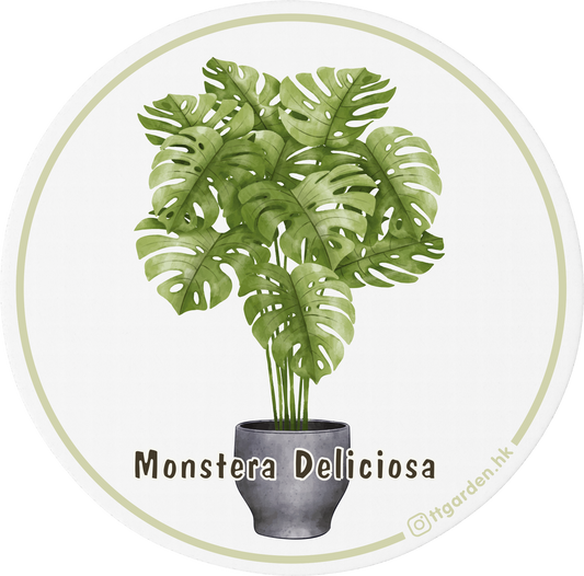 陶瓷吸水杯墊 - 龜背芋