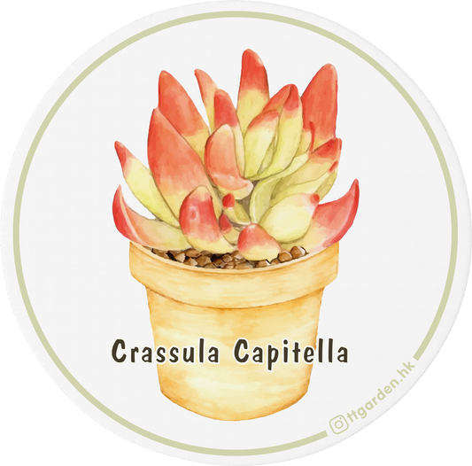 陶瓷吸水杯墊 - 火祭