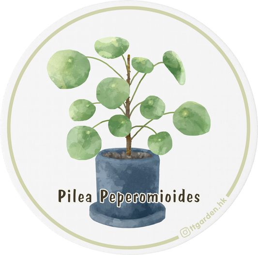 陶瓷吸水杯墊 - 鏡面草